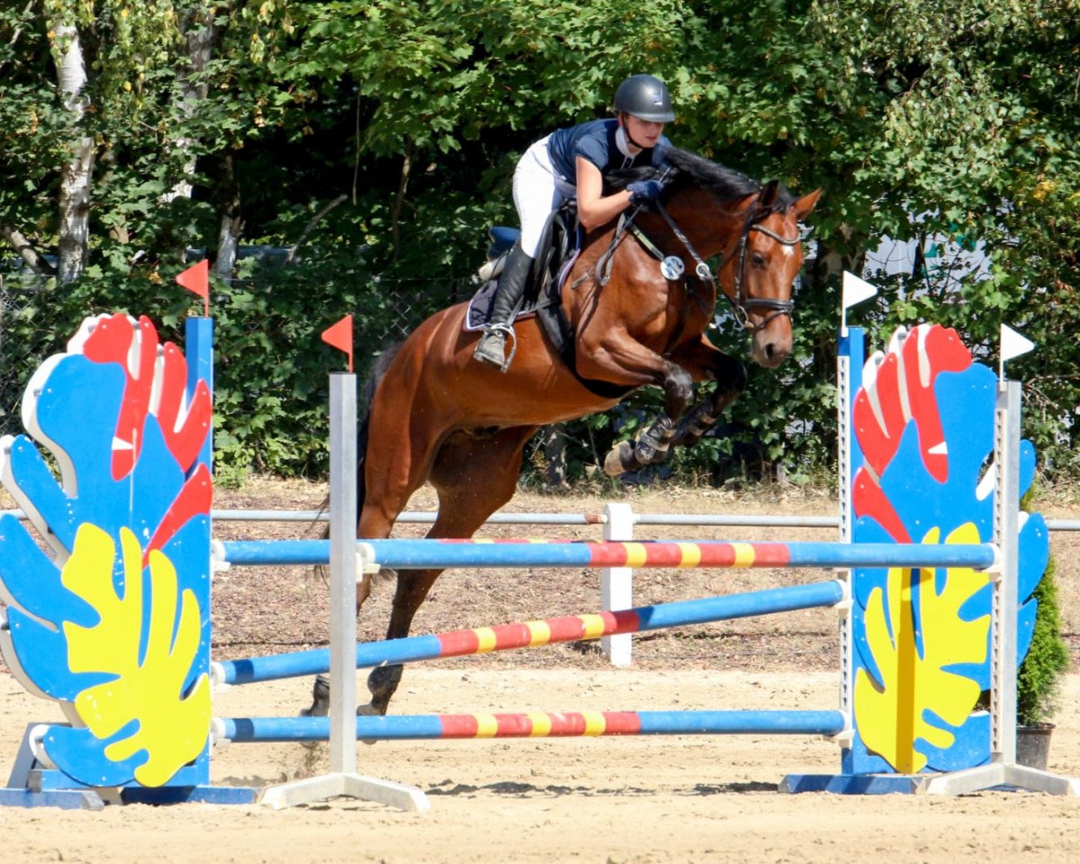 jumper Diiego (Oldenburg show jumper, 2015, from Diatendro)