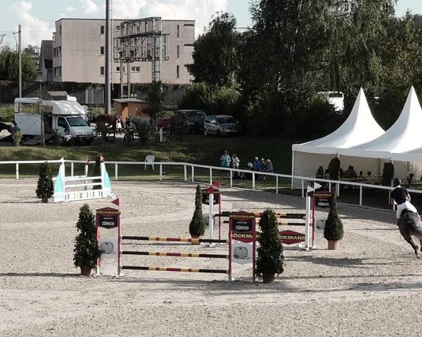 Pferdesporttage Bülach 2021