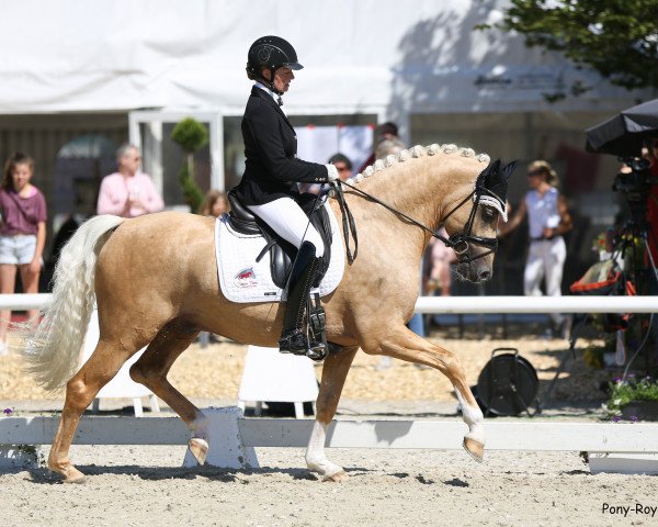stallion Dream Date 7 (German Riding Pony, 2017, from Dating AT NRW)