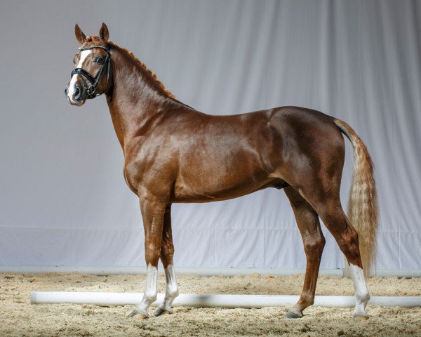stallion Delicious Dancer 2 (German Riding Pony, 2013, from Dreidimensional AT NRW)