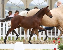 horse Weidners Destination (German Riding Pony, 2020, from D-Power AT)