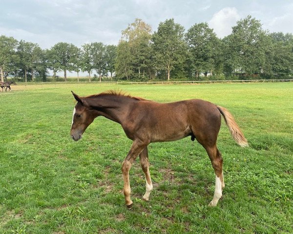 horse Poseidon F (KWPN (Royal Dutch Sporthorse), 2020, from Don van het Parelshof Z)