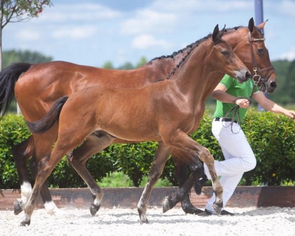 horse Par Don F (KWPN (Royal Dutch Sporthorse), 2020, from Don van het Parelshof Z)