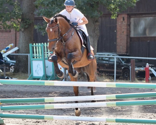 jumper Crackerjack S (Hanoverian, 2014, from Concours Complet)