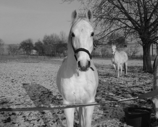 horse Szimba 2 (Lipizzaner, 2000, from Maestoso XXX-15) horse Szimba 2 (Lipizzaner, 2000, from Maestoso XXX-15)