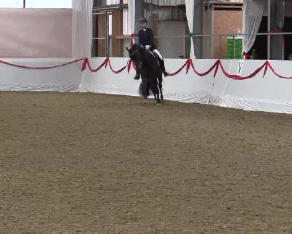 Hallen-Dressur-Late Entry Rhede-Krommert 2015