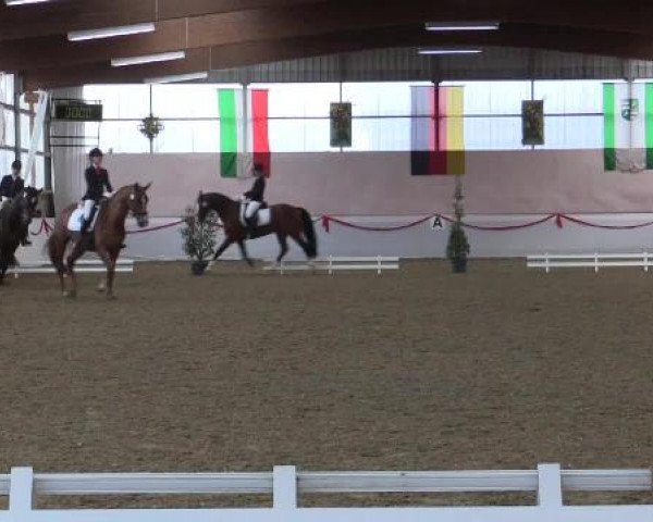 Hallen-Dressur-Late Entry Rhede-Krommert 2015