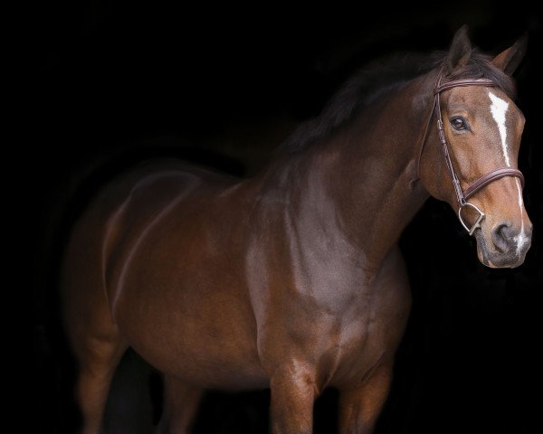 horse Joy and Happyness (Westphalian, 2004, from Julio Mariner xx)