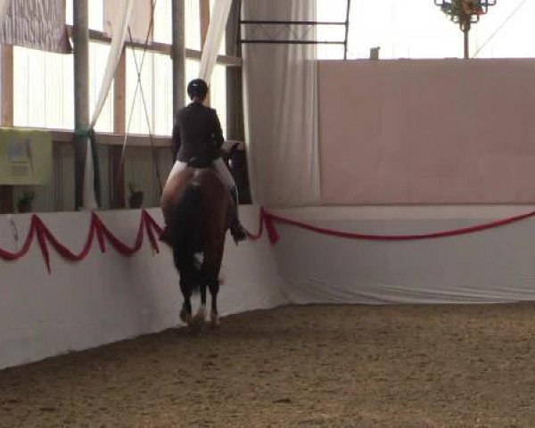 Hallen-Dressur-Late Entry Rhede-Krommert 2015