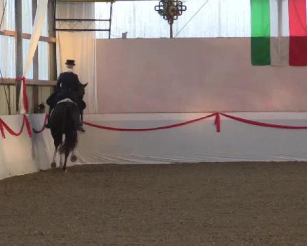 Hallen-Dressur-Late Entry Rhede-Krommert 2015