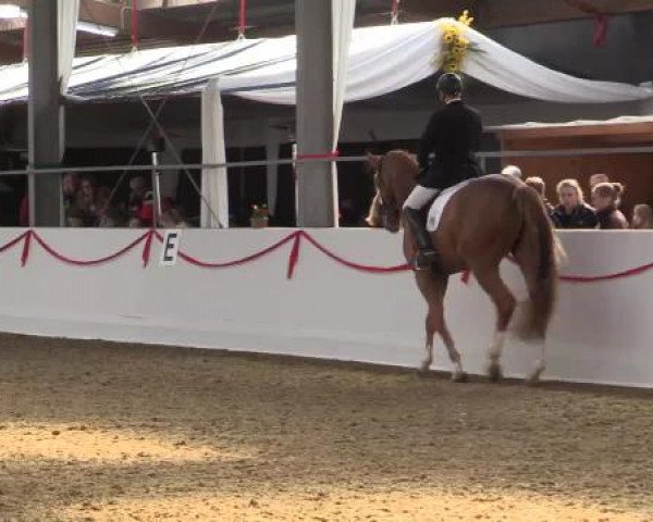Hallen-Dressur-Late Entry Rhede-Krommert 2015