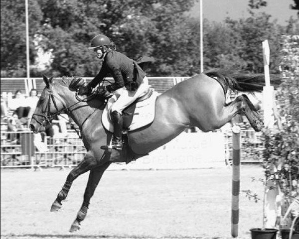 stallion Aiglon de la Lande (Selle Français, 1988, from Count Ivor xx) stallion Aiglon de la Lande (Selle Français, 1988, from Count Ivor xx)
