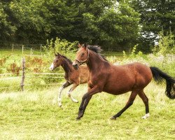 horse Hirtenglück (Holsteiner, 2020, from Hirtentanz 2)