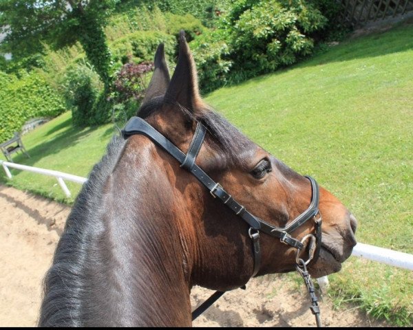 dressage horse Jerri 5 (unknown, 2011, from Juwel) dressage horse Jerri 5 (unknown, 2011, from Juwel)