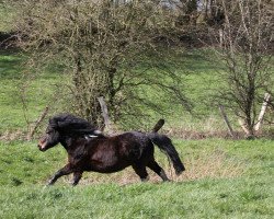 horse Fred (Shetland Pony, 2014)