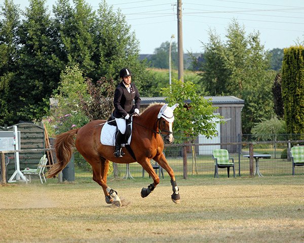 jumper Seiltänzer (Mecklenburg, 2008, from Sir Chamberlain)