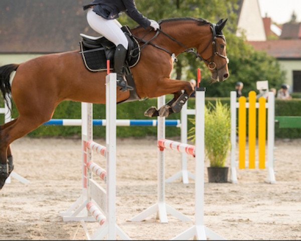 jumper Genova 9 (German Sport Horse, 2011, from Gepsom)