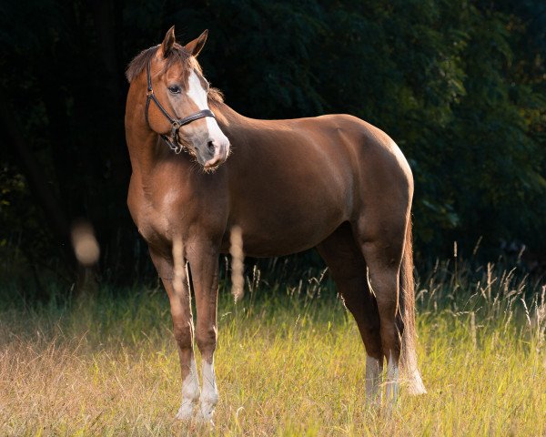 dressage horse Zöthens Danica (German Riding Pony, 2013, from Naminio) dressage horse Zöthens Danica (German Riding Pony, 2013, from Naminio)