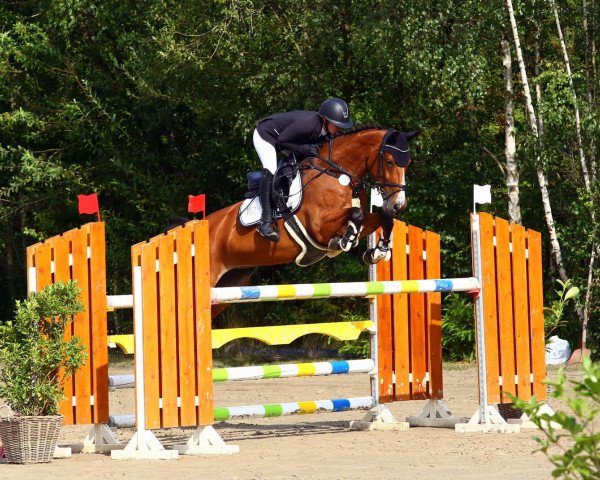broodmare La Baloubetta H (Bavarian, 2013, from Balou du Rouet)