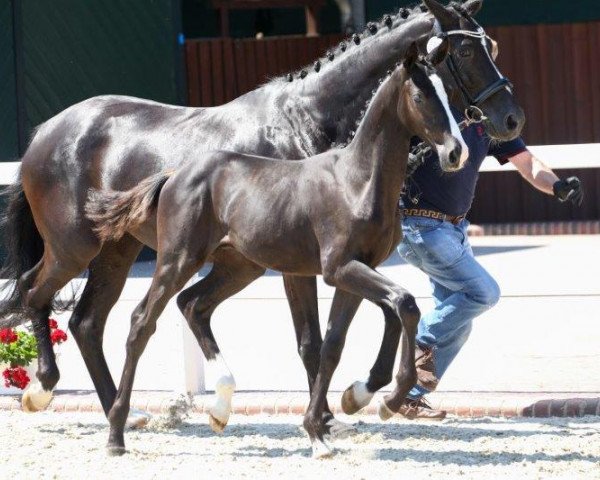 stallion Dancer (Oldenburg, 2020, from Dancier Gold FRH) stallion Dancer (Oldenburg, 2020, from Dancier Gold FRH)