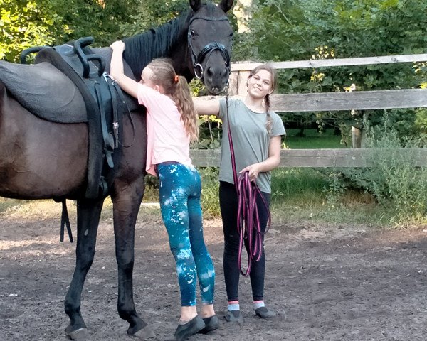 horse Chiara MH (Hanoverian, 2011, from Caprimond)