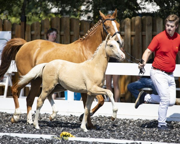 horse Madame Mumpitz (German Riding Pony, 2020, from Notting Hill 2)