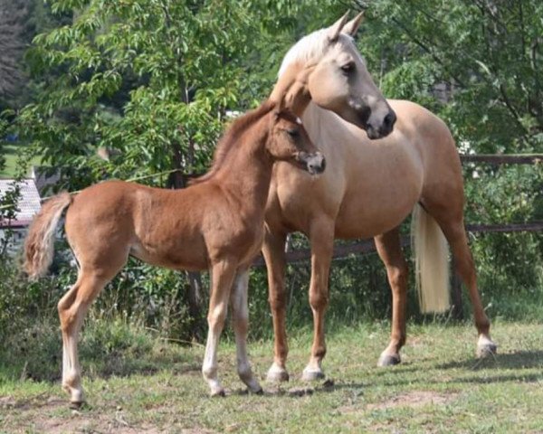 broodmare Top Model von Brahmetal (Little German Riding Horse, 2011, from Lico D'Or)