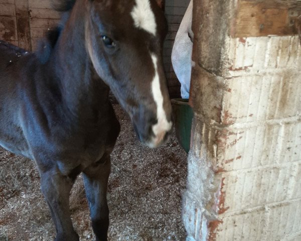 broodmare Dia Catalina TH (Westphalian, 2020, from Dembelé L)