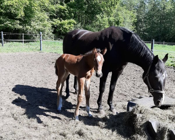 jumper High Five TH (Westphalian, 2020, from Hickstead Blue)