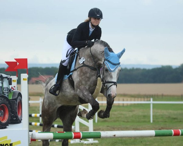Springpferd Champaleo KW (Oldenburger Springpferd, 2015, von Chamberlain D)