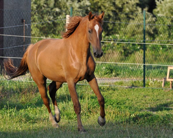 horse Lycanus CB (Mecklenburg, 2016, from Lacaro 2)