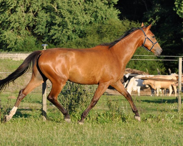 jumper Caspa D'Or CB (Mecklenburg, 2015, from C-Mocca D'Or)