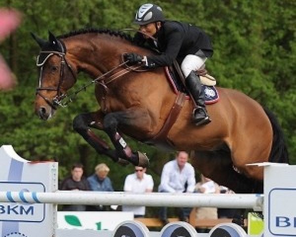 Deckhengst Jumpy des Fontaines (Selle Français, 1997, von Jus de Pomme)