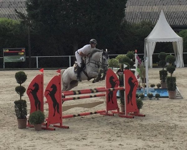 jumper Cavani 9 (Holsteiner, 2015, from VDL Cardento 933)