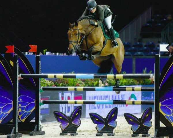 broodmare Anastasia Hdh (KWPN (Royal Dutch Sporthorse), 2005, from Oklund)