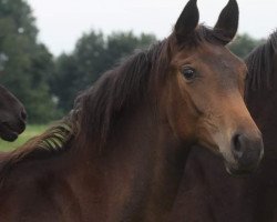 broodmare Daytona HC (Oldenburg, 2019, from Don Martillo)