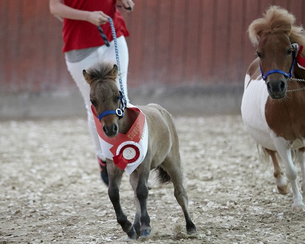 Deckhengst Ari PBS (Shetland Pony (unter 87 cm), 2019, von Aloubet van 't Barreeltje)