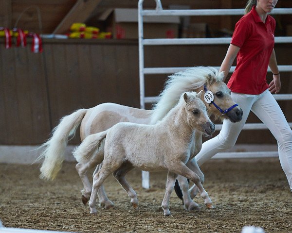 Zuchtstute Florence PBS (Shetland Pony (unter 87 cm), 2020, von Piano von Weiß)