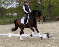dressage horse Dr. Apeldorn (Hanoverian, 2014, from Don Index)
