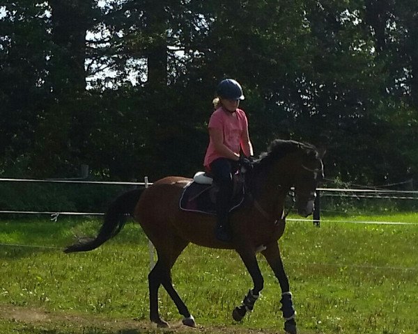broodmare Cara (German Warmblood, 2003, from Adjmal xx)