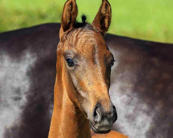 broodmare Viva Rose (Hanoverian, 2020, from Viva Gold OLD)