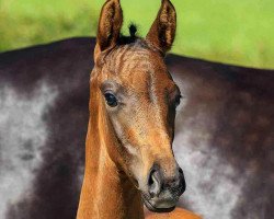 broodmare Viva Rose (Hanoverian, 2020, from Viva Gold OLD)