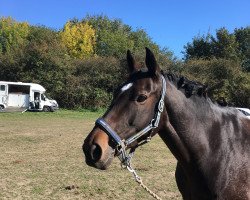 jumper Innishannon Chloe (Irish Sport Horse, 2011, from Carlo Bank xx)