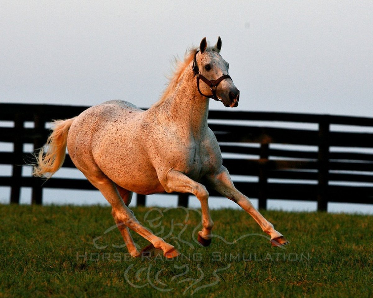 stallion El Prado xx (Thoroughbred, 1989, from Sadler's Wells xx)