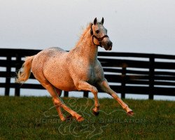 stallion El Prado xx (Thoroughbred, 1989, from Sadler's Wells xx)