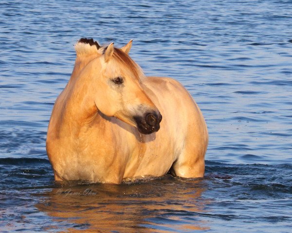 broodmare Lizza vom Eekbarg (Fjord Horse, 2010, from Thor 43) broodmare Lizza vom Eekbarg (Fjord Horse, 2010, from Thor 43)