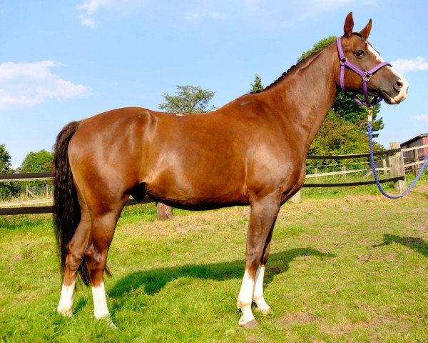 Dressurpferd Cats Brown Tequila (Kleines deutsches Reitpferd, 2004, von Cats Carmin Fox)