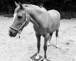 horse Malve (Pony without race description, 1994)