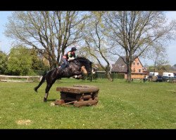 jumper Emilio EH (Hanoverian, 2008, from Escudo I)