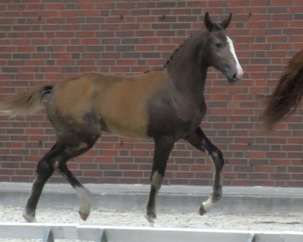 horse Sunny Hickstead H (Oldenburg show jumper, 2020, from HICKSTEAD WHITE)